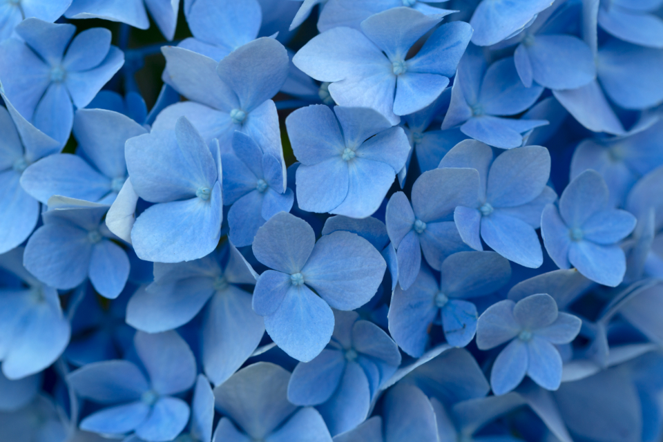 Blue Flowers