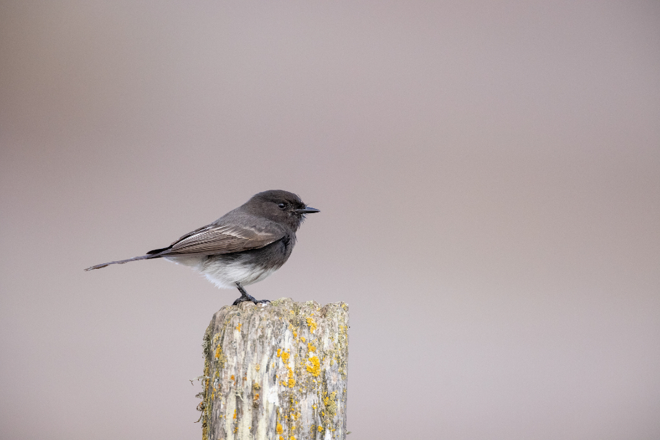 Bird Perched