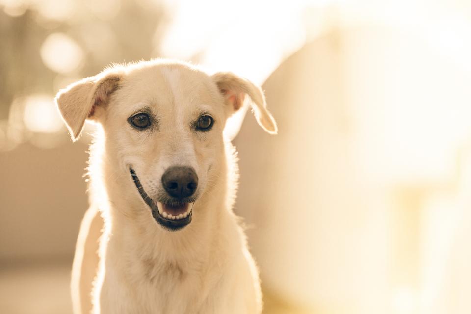 Dog Animal