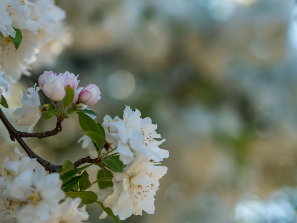 Nature Flowers