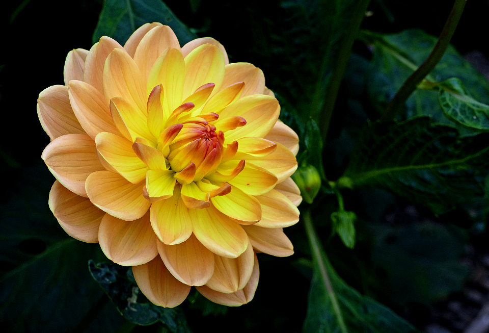 Yellow Flower