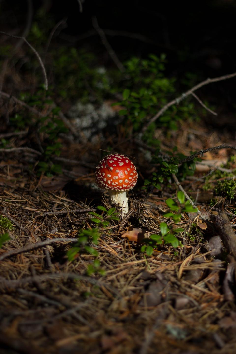 Mushroom Fungus