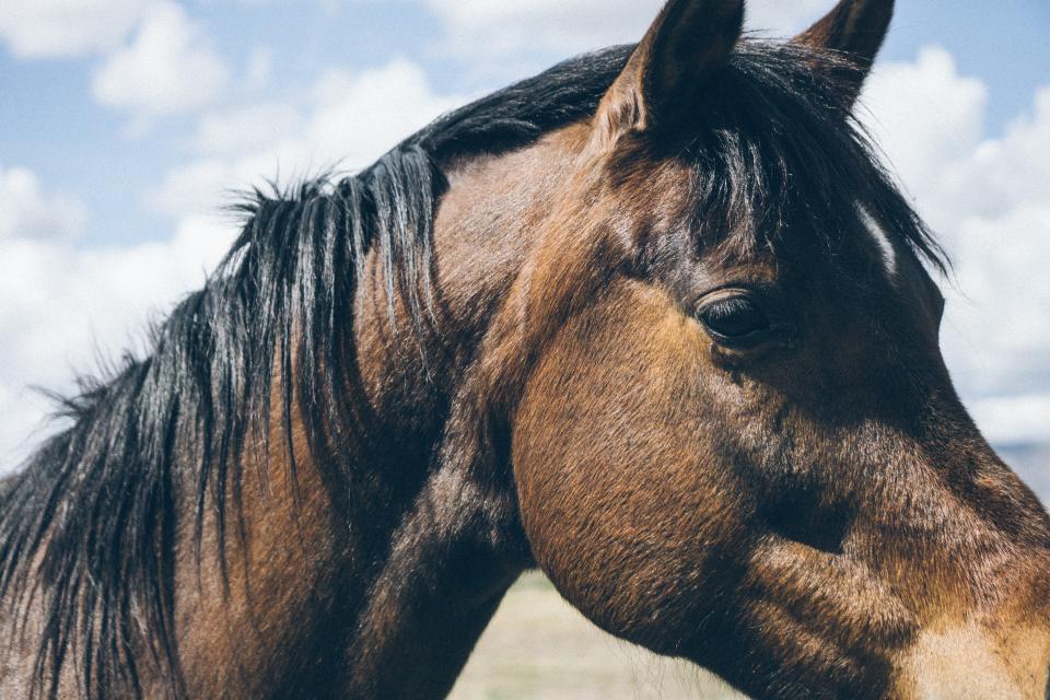 Horse Animal