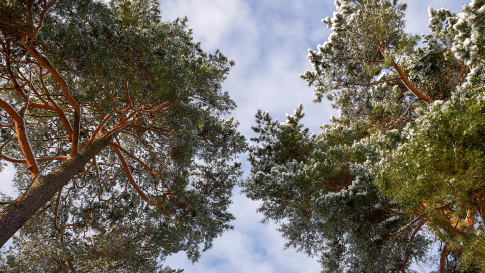 Forest Sky