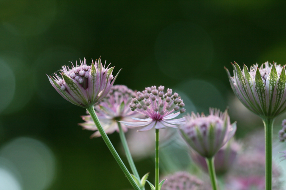 Pink Flowers