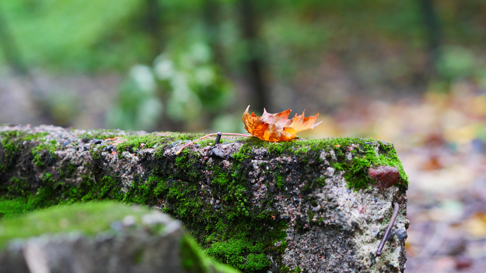 Fall Leaf
