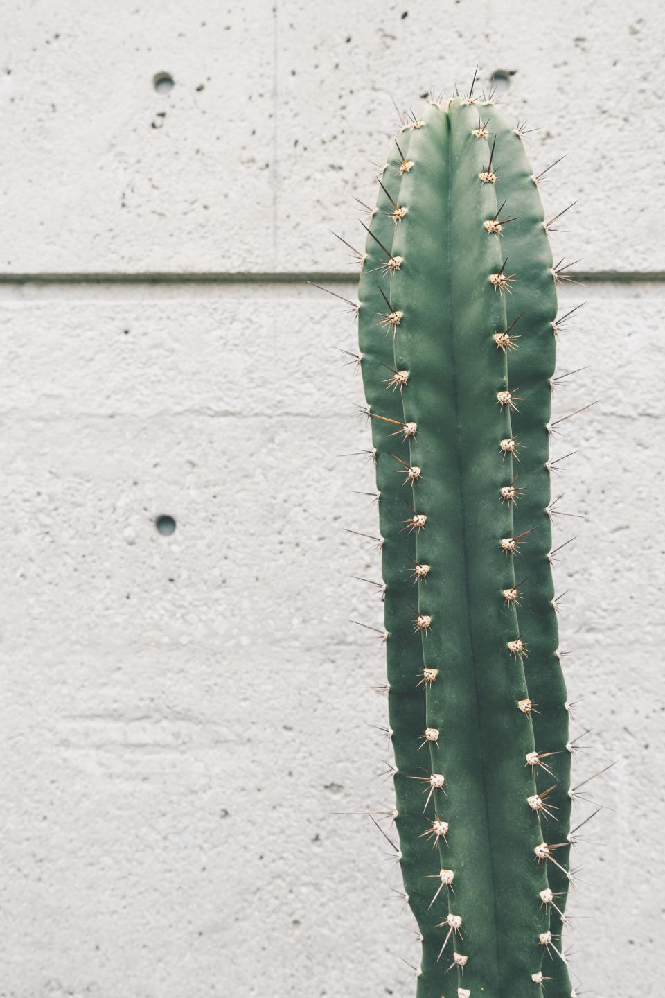 Cactus Plant