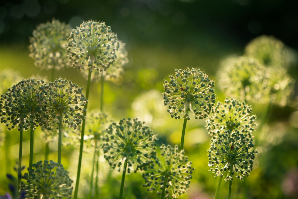 Allium Flowers