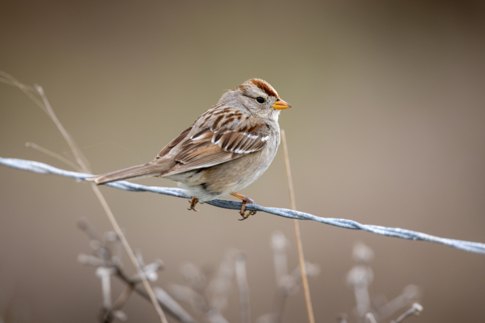 Bird Perched