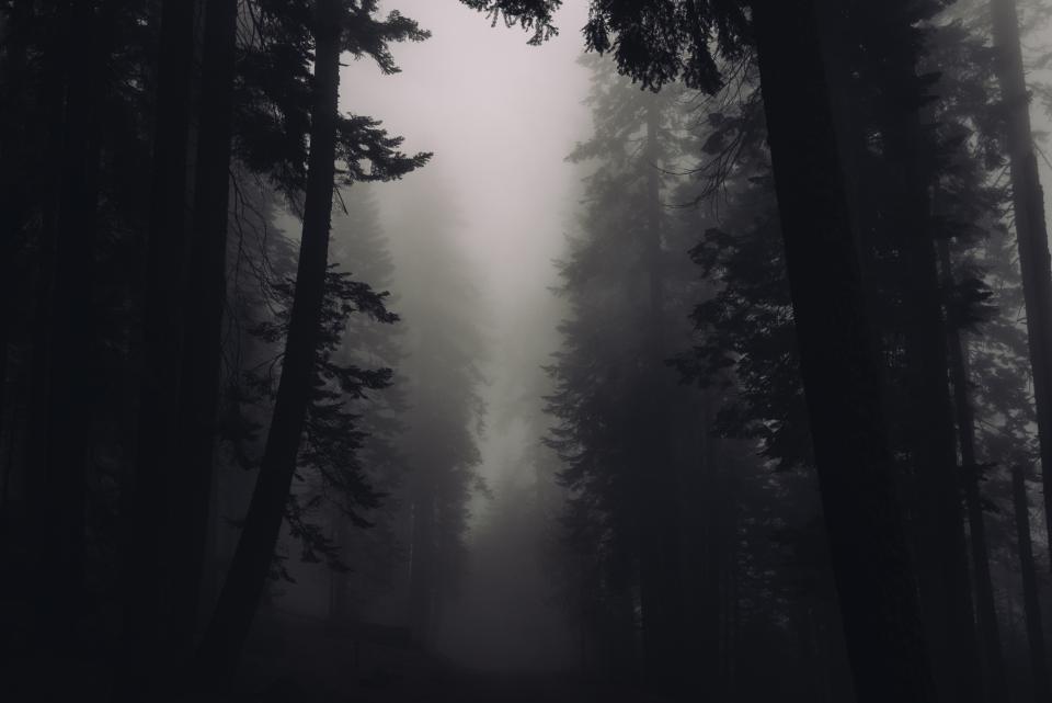 Trees Forest