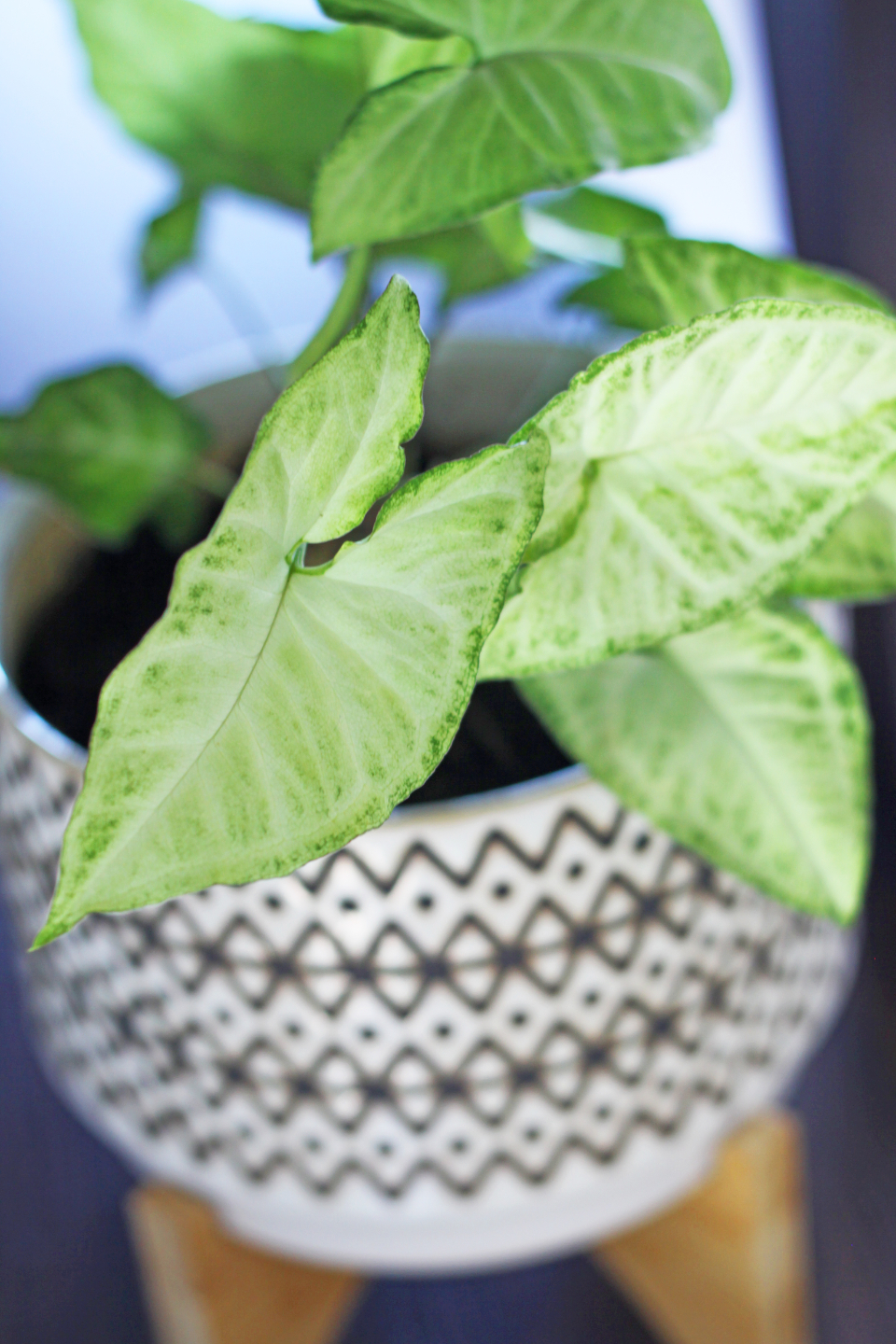 House Plant