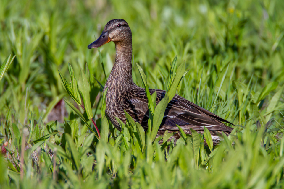 Duck Nature