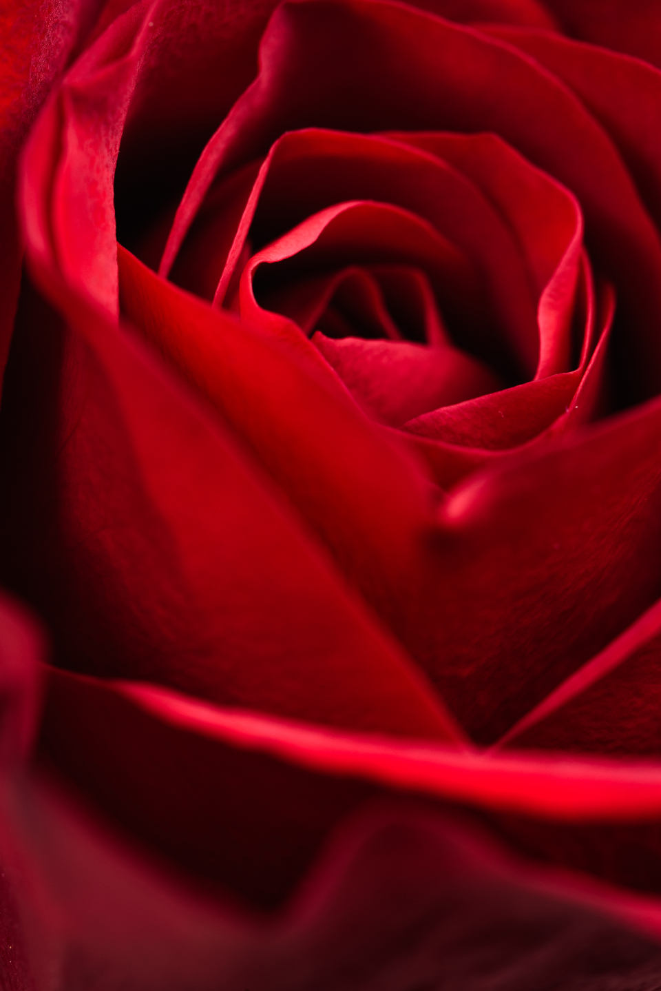 Red Rose