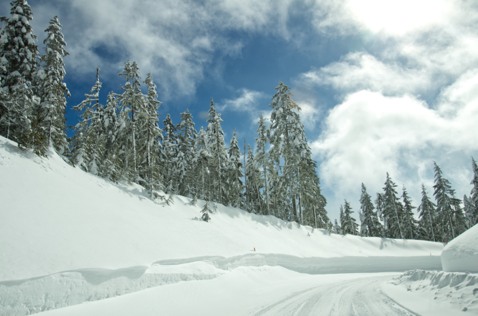 Winter Forest