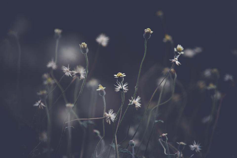 Flower Nature
