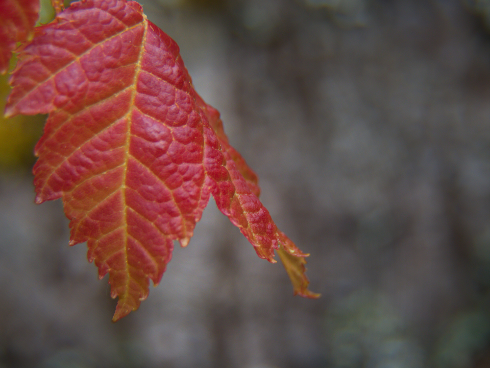 Fall Leaf