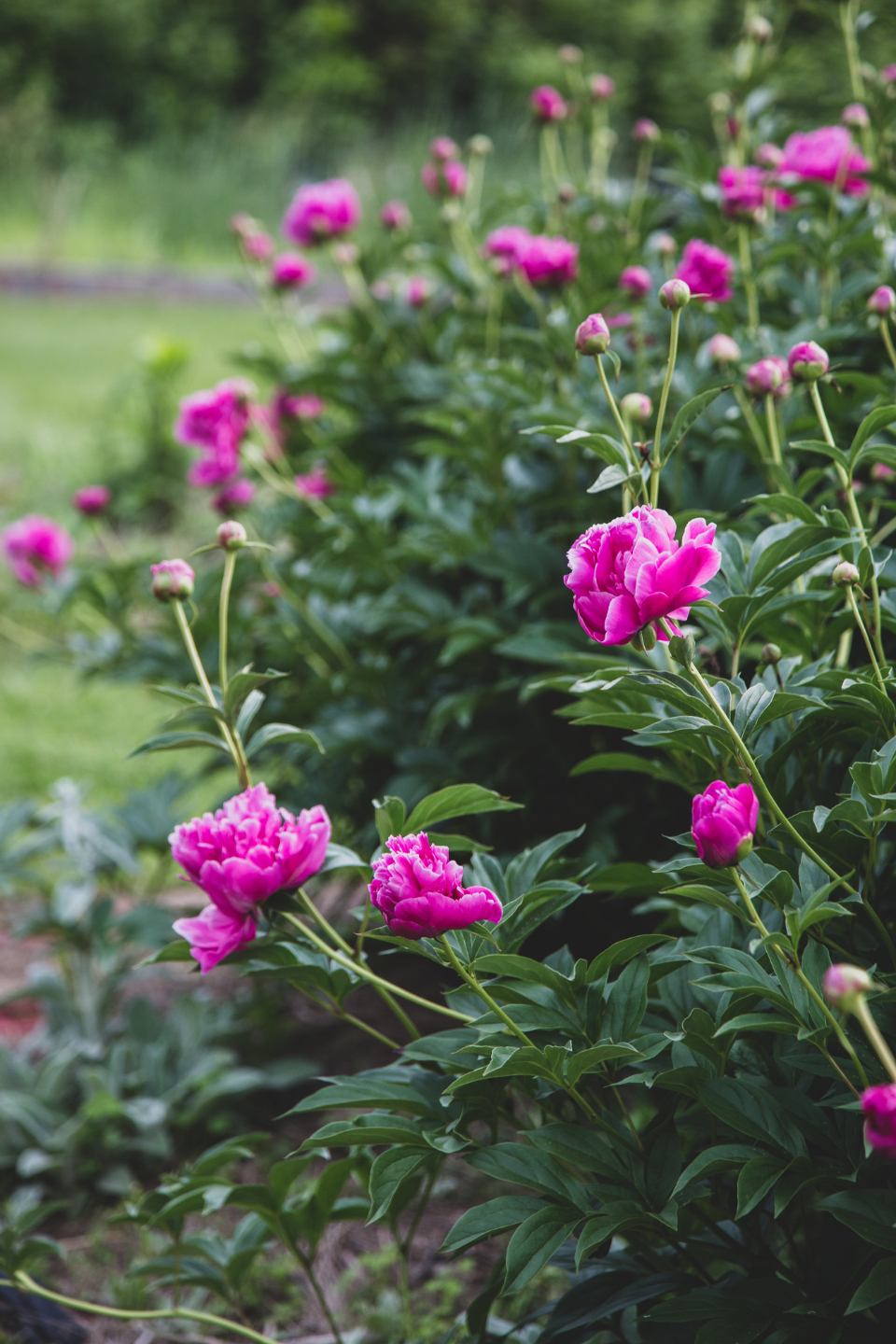 Pink Blossoms
