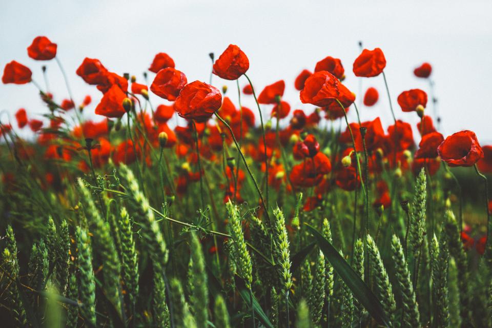 Red Petals