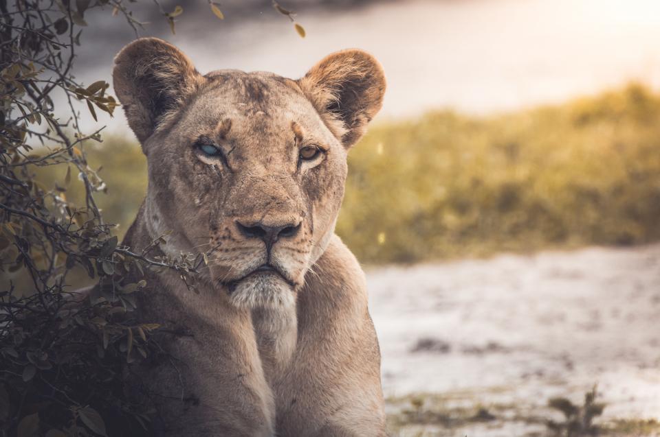 Lion Animal