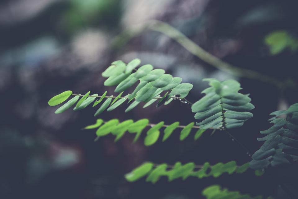 Green Leaf