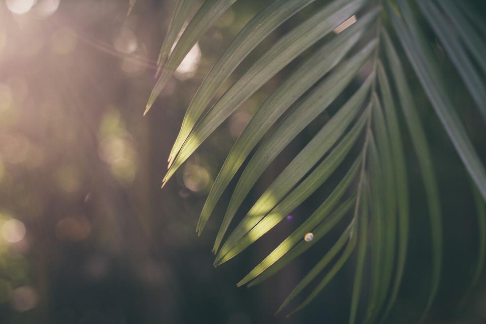 Sunrise Morning