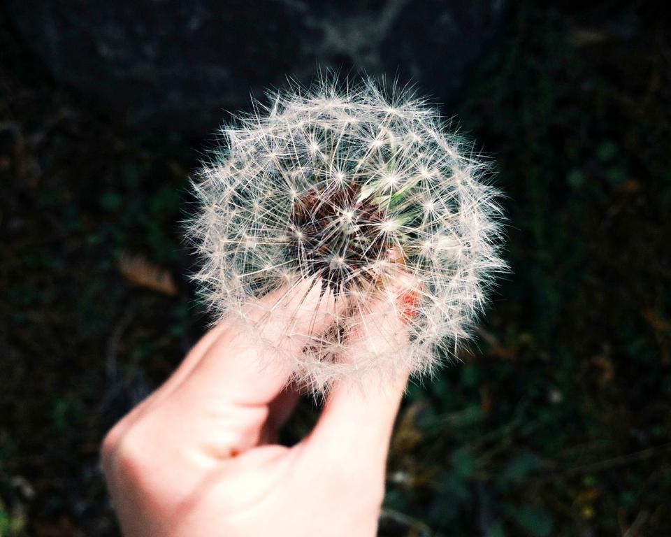 Dandelion Flower