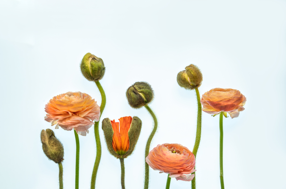 Isolated Flower