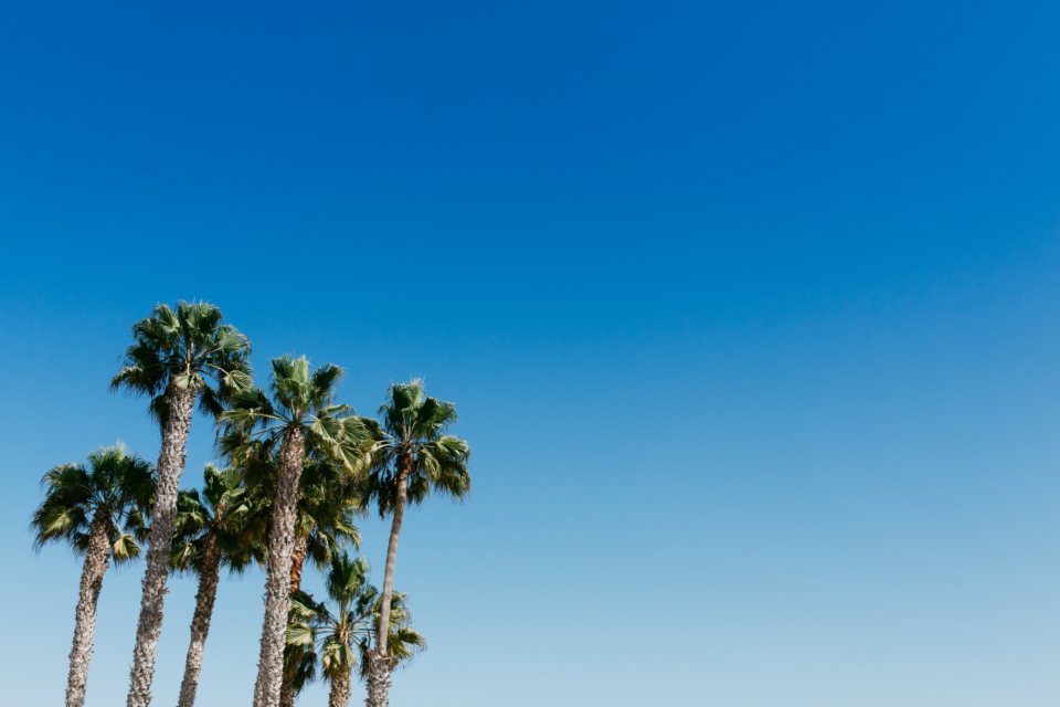 Palm Trees Blue