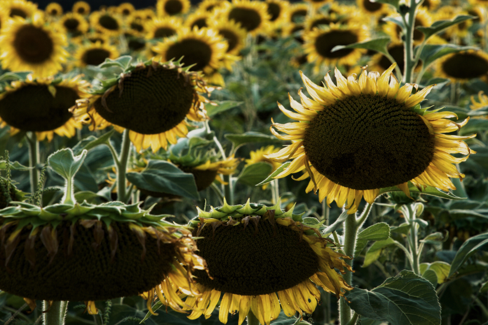 Sunflower Field