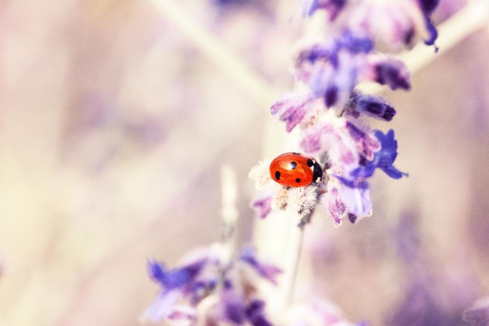 Lavender Flower