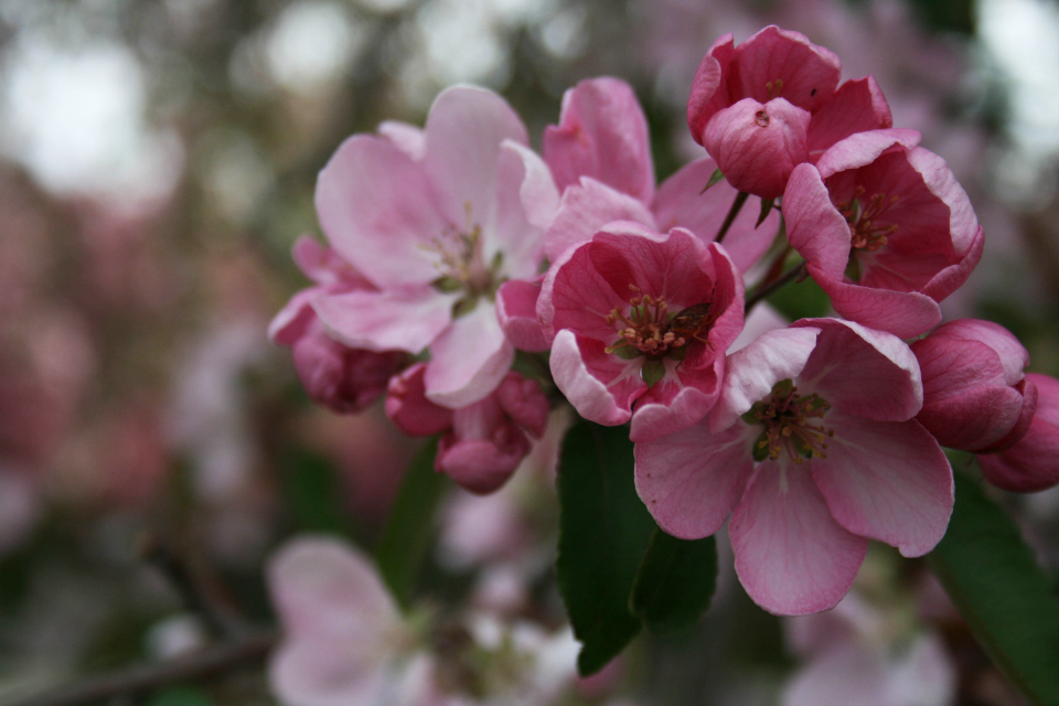 Apple Blossoms