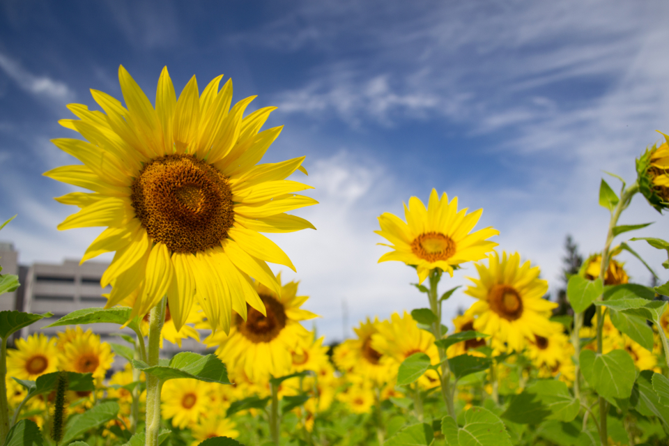 Sunflower Field