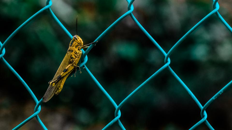 Animals Insects