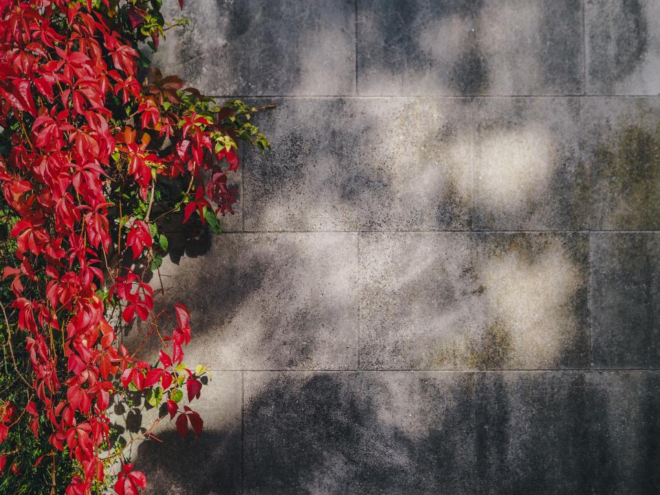 Wall Red