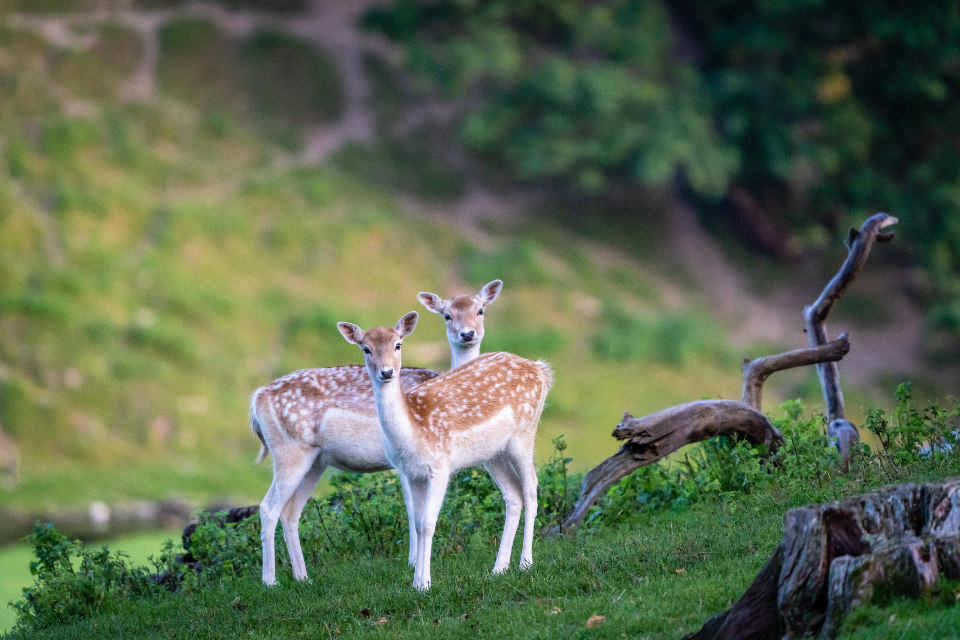 Deers Nature