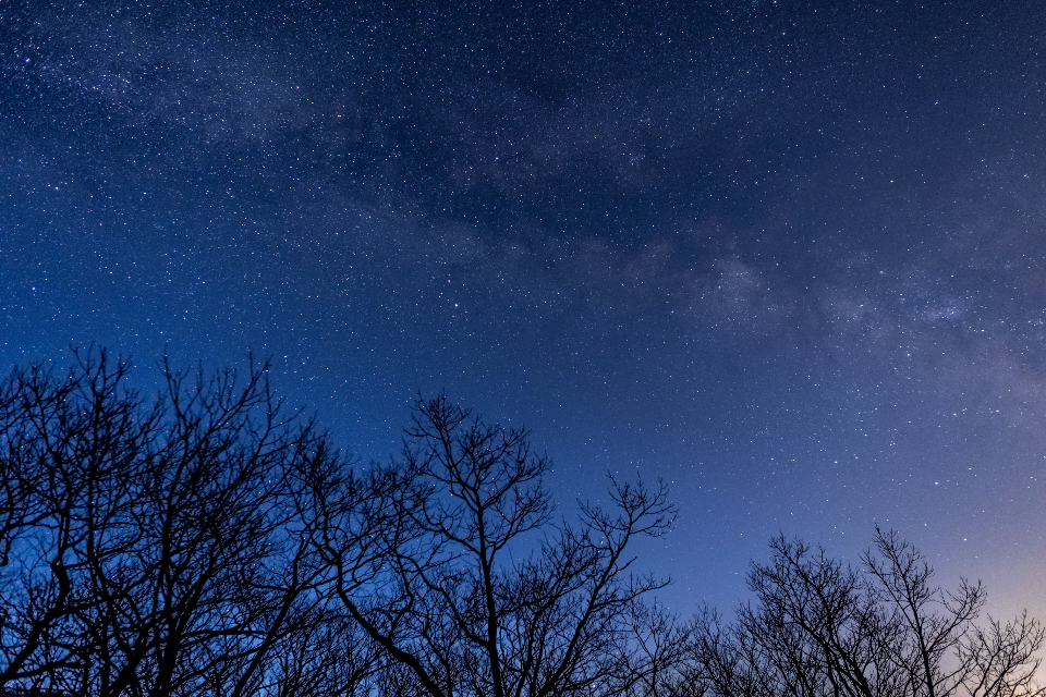 Night Tree