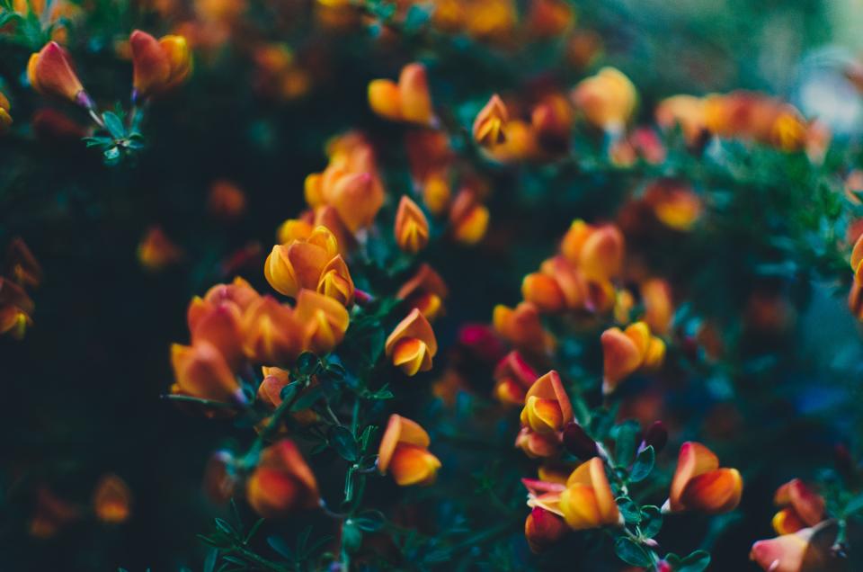 Flower Nature
