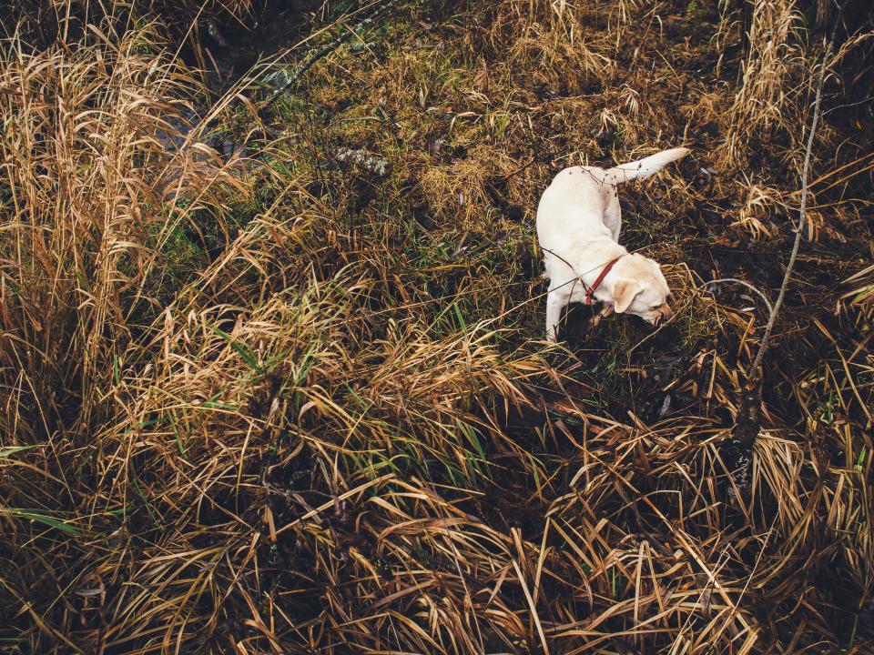 Dog Pet