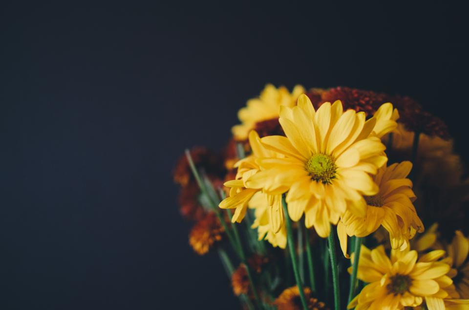 Flower Yellow