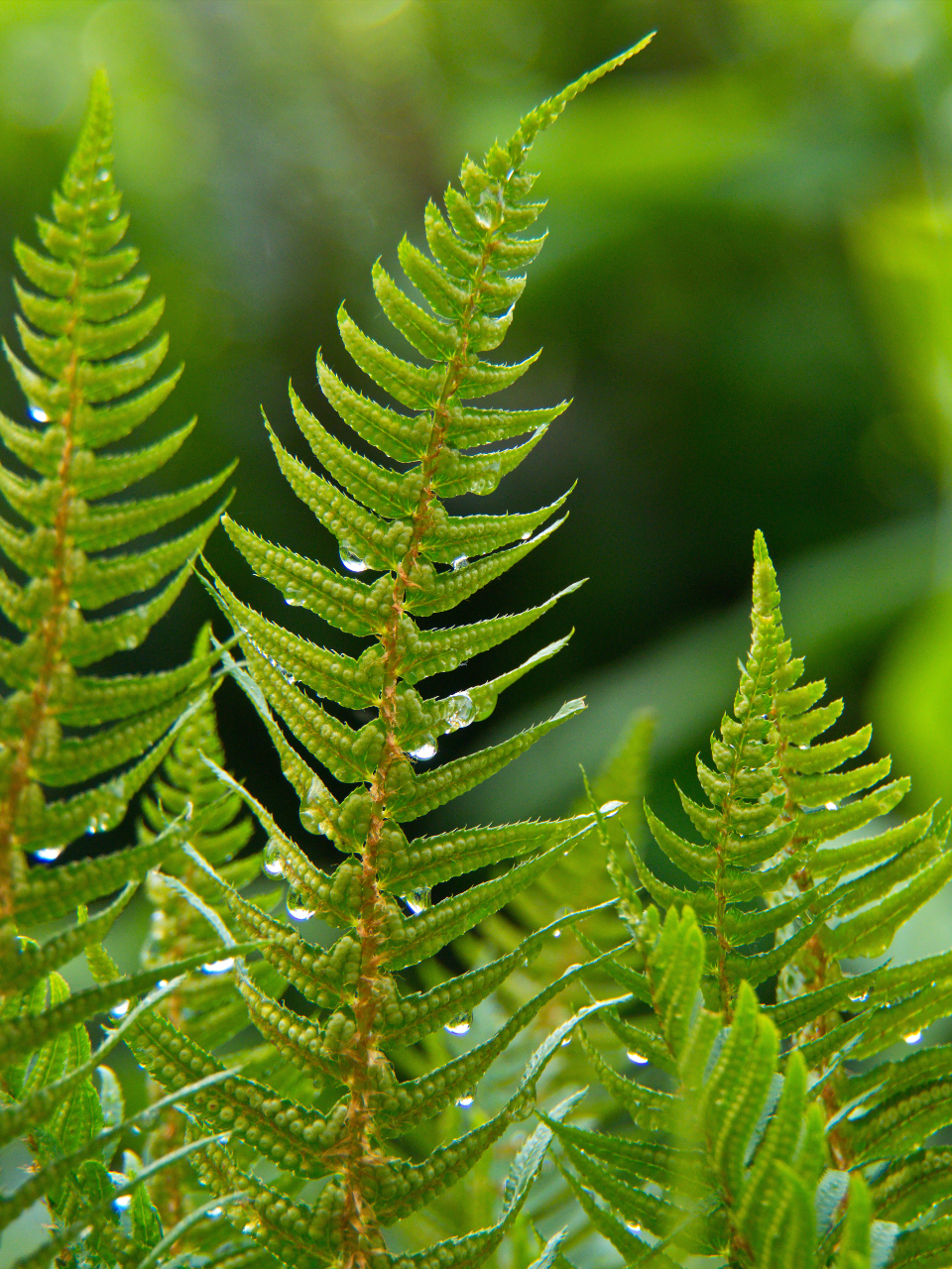 Fern Green
