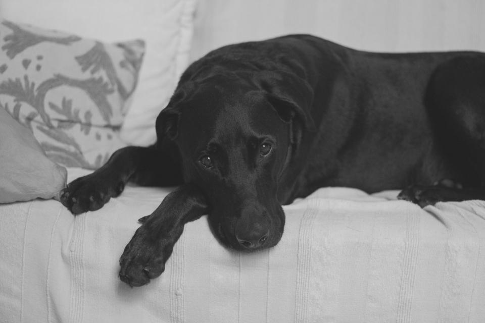 Black Dog