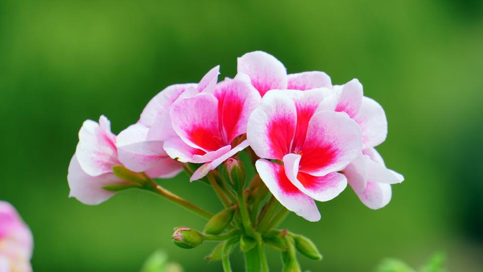 Flowers Nature