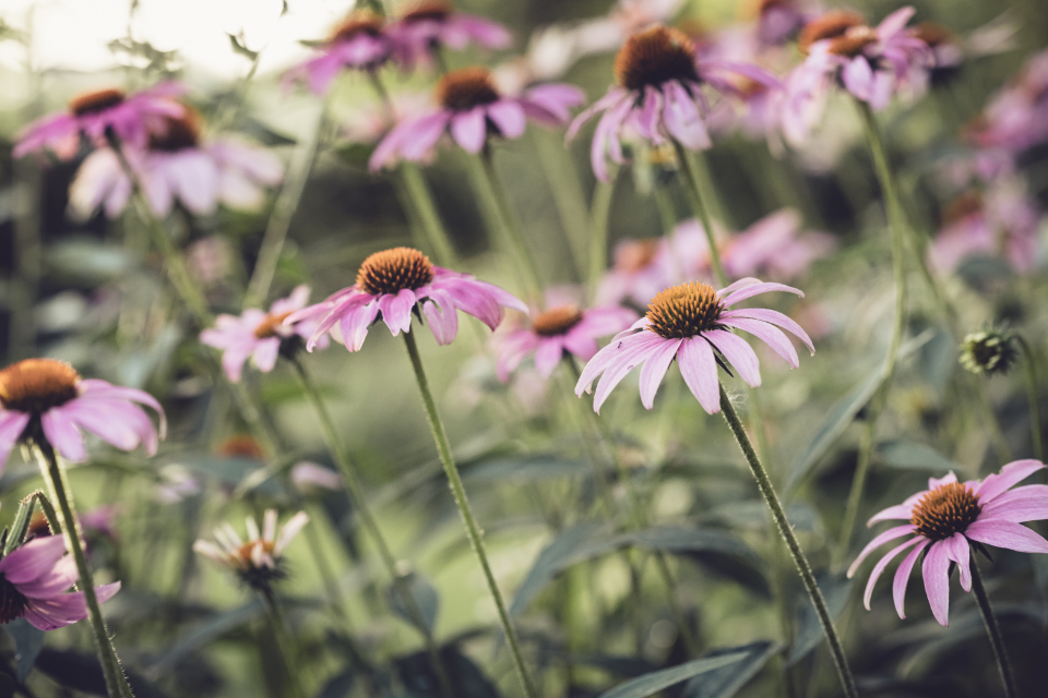 Flowers Garden