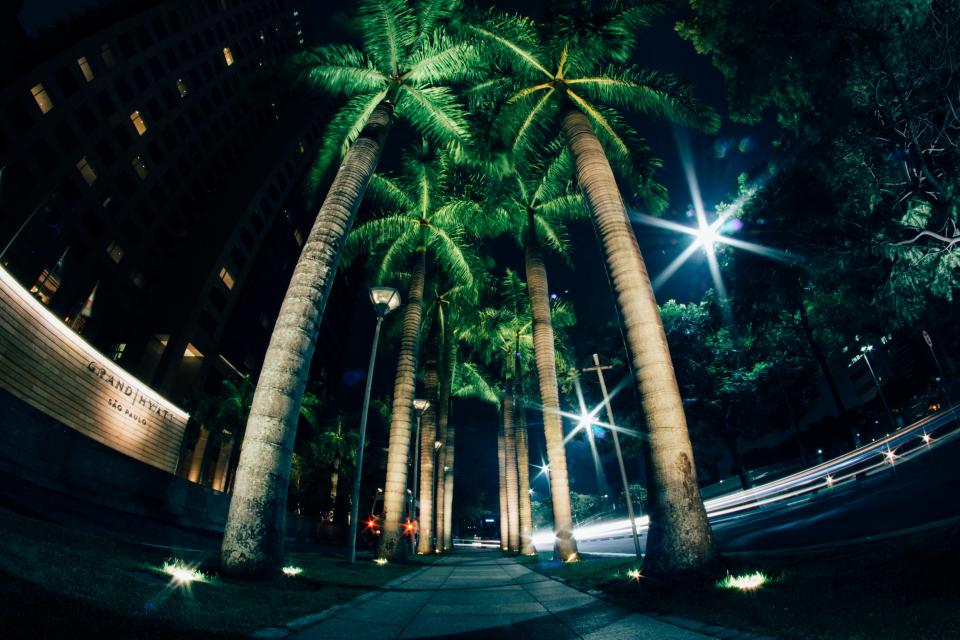 Tree Coconut