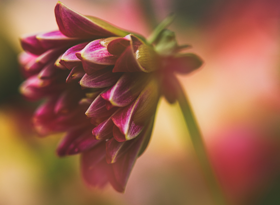 Flower Petals