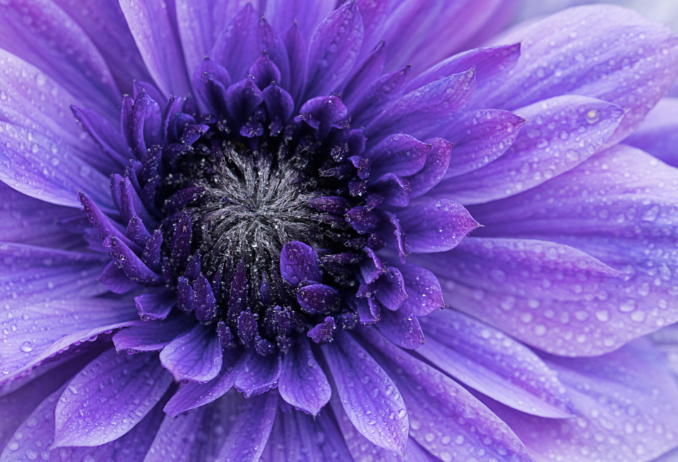 Flower Drops