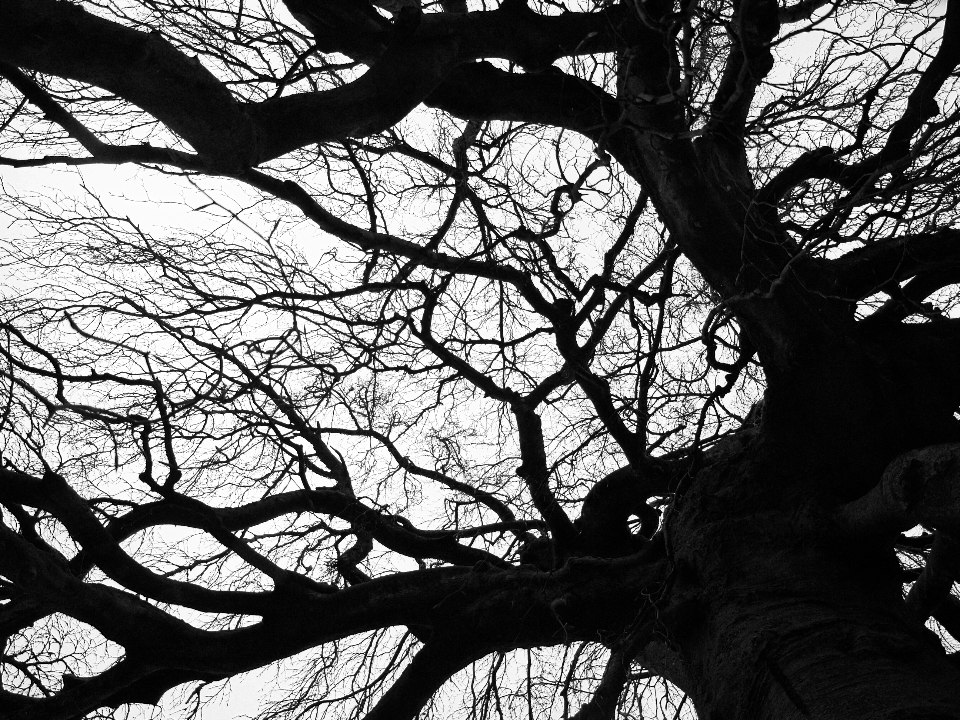 Tree Silhouette