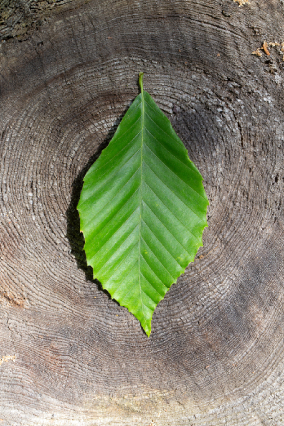 Leaf Old
