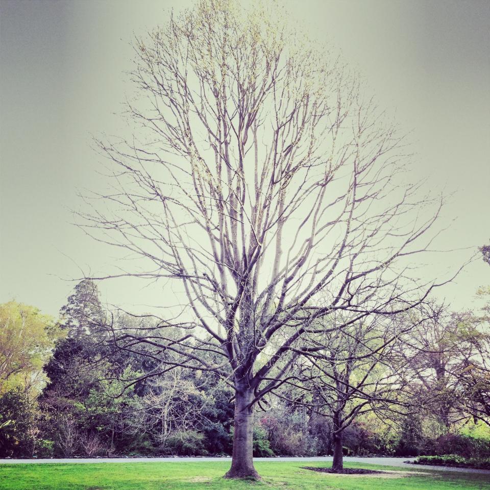 Sky Trees