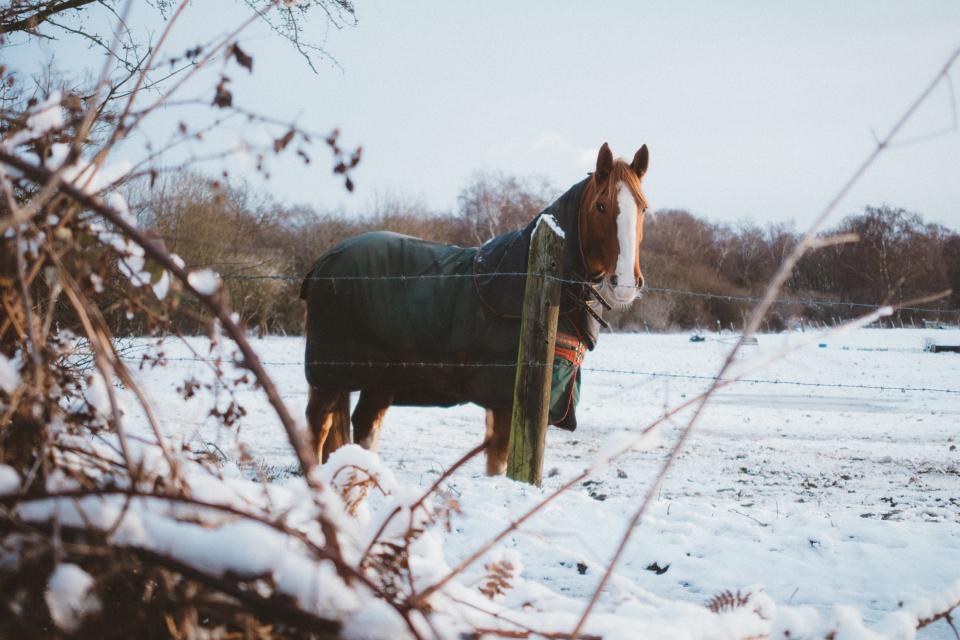 Horse Animal